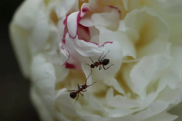 Ameisen Auf Einer Weißen Pfingstrosenblume — Stockfoto