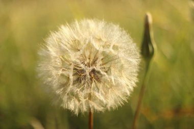 Tragopogon pratensis, çiçekli iki yıllık sarı çayır bitkisi.
