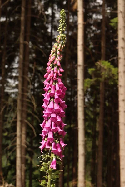 Digitalis Purpurea Erba Montagna Biennale Alta Rara Protetta — Foto Stock