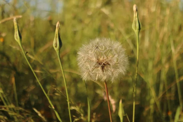 Tragopogon Pratensis Tvåårig Gul Äng Ört Med Blommande Blomma — Stockfoto