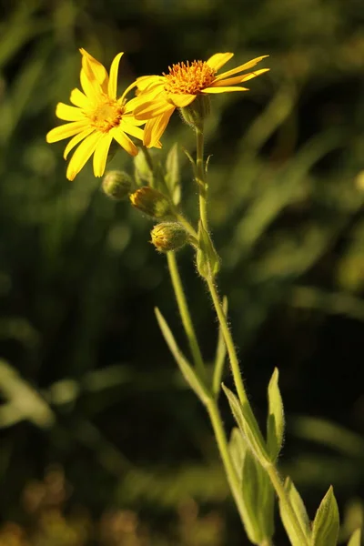 Arnica Montana Yellow Flowers Perennial Medicinal Herb Rare Protected Flower — Stock Photo, Image