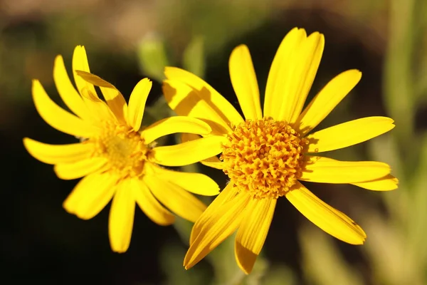 Arnica Montana Fiori Gialli Erba Medicinale Perenne Raro Fiore Protetto — Foto Stock