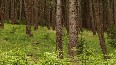 Karışık yeşil ormana bakın.