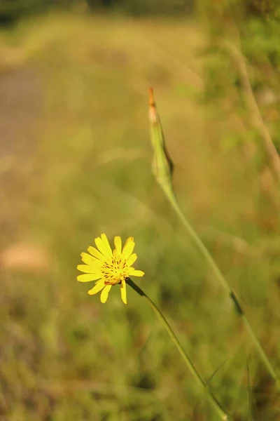 Tragopogon Pratensis Erba Gialla Biennale Con Fiore Fiore — Foto Stock