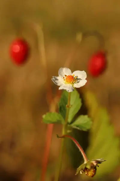 Fragaria Vesca Small Red Strawberry One Flower — Stock Photo, Image