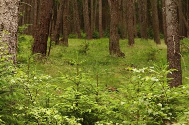 Karışık yeşil ormana bakın.
