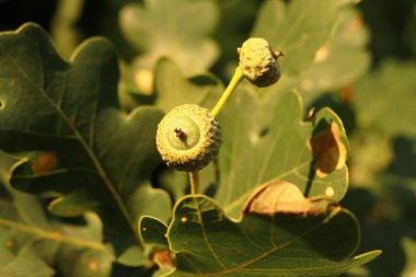 Quercus robur, meşe ağacının meşe palamudu