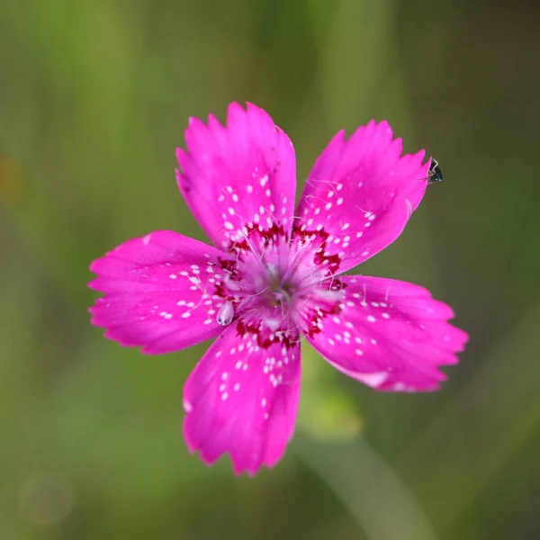 Dianthus Seguieri Beautiful Small Purple Flower — 스톡 사진