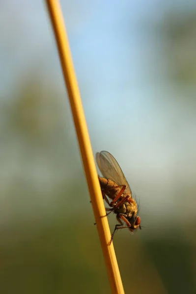 Une Mouche Assise Sur Brin Herbe — Photo