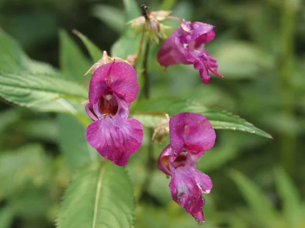 Impatiens Glandulifera Flor Impatiens Hierba Anual —  Fotos de Stock