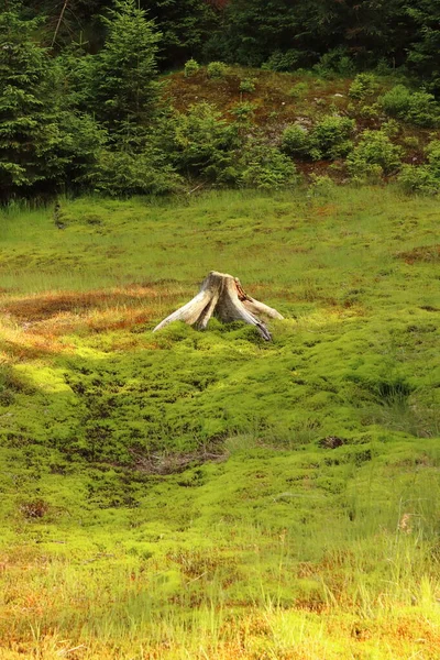 Dry Stump Middle Bog — Zdjęcie stockowe