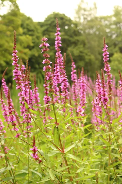 Lythrum Salicaria Purple Flower Growing Bank Pond Water Herb — ストック写真