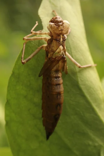 Odonata Abandoned Dragonfly Larva Attached Leaf — 스톡 사진