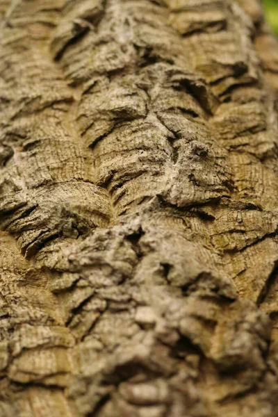 Phellodendron Cork Tree Trunk Bark Detail — Stockfoto