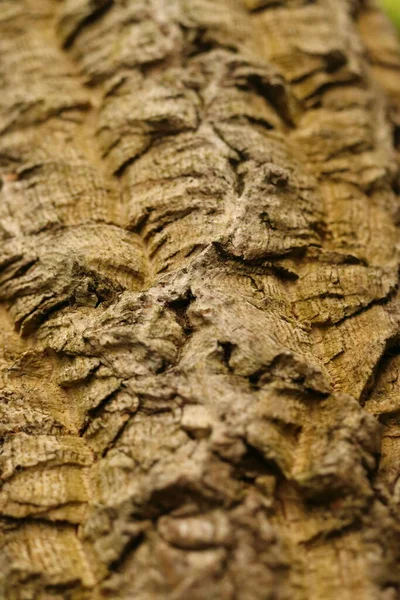 Phellodendron Cork Tree Trunk Bark Detail — Φωτογραφία Αρχείου