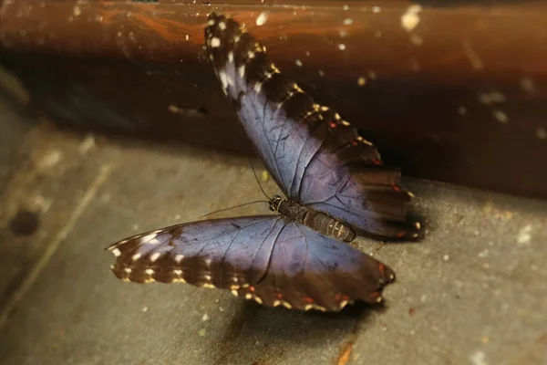 Morpho Peleides Detail Blue Butterfly Wing — Stockfoto