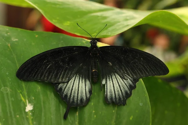 Papilio Memnon Large Butterfly Native South Asia — Stockfoto