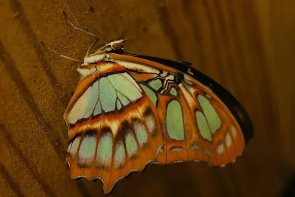 Лепидоптеры Красочные Бабочки Бирюзовыми Коричневыми Крыльями — стоковое фото