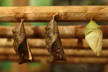 three butterfly chrysalises hang