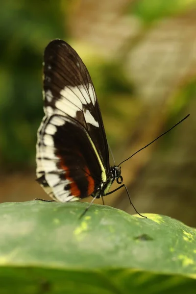 Papilio Memnon Large Butterfly Native South Asia — Stockfoto