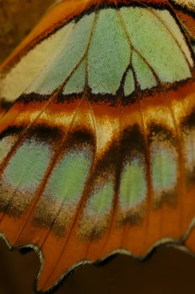 Cyproeta Stelena Detail Butterfly Wings — 图库照片