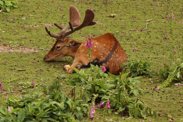Dama Dama Animal Fallow Antlers Lies Pink Flowers — ストック写真