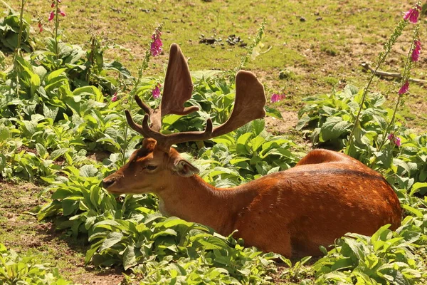 Dama Dama Tier Mit Braunem Geweih Liegt Rosa Blüten — Stockfoto