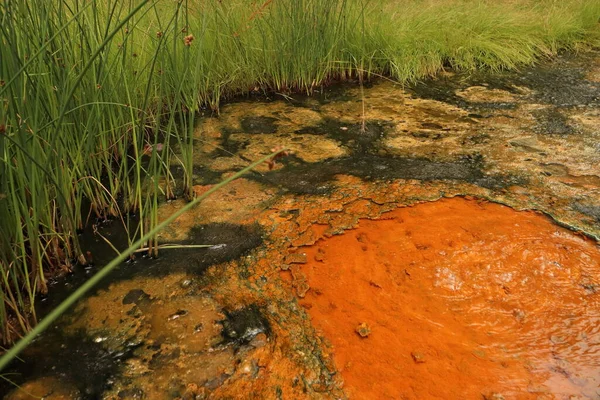 Soos Ulusal Doğa Rezervi, turba bataklıkları ve çok sayıda mineral pınarının filizlendiği yerler.