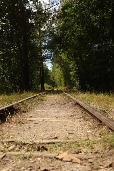 Old Disused Tracks Overgrown Grass Forest — Stockfoto