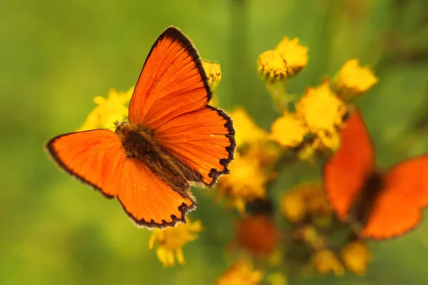 Lycaena Virgaureae Orange Firefly Butterfly Yellow Flower — стоковое фото