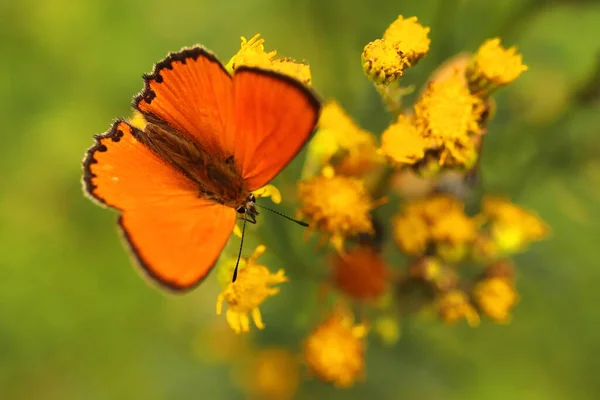 Lycaena Virgaureae Orange Firefly Butterfly Yellow Flower — Fotografia de Stock