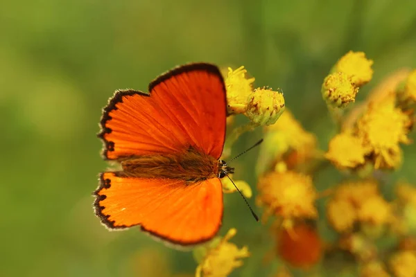 Lycaena Virgaureae Orange Firefly Butterfly Yellow Flower — Photo