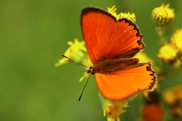 Lycaena Virgaureae Orange Firefly Butterfly Yellow Flower — Stockfoto