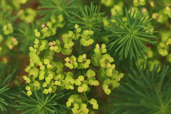 Euphorbia Cyparissias Spurge Green Forest Plant —  Fotos de Stock