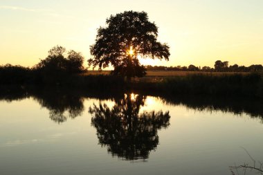 a tree by a pond in the setting sun