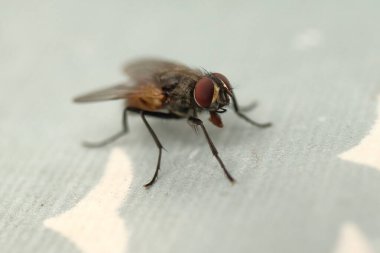 Musca domestica, the fly on the table licks the tablecloth