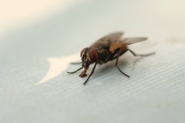 Musca domestica, the fly on the table licks the tablecloth