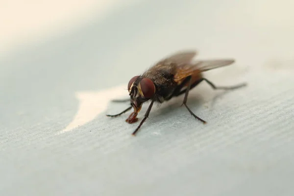 Musca Domestica Fly Table Licks Tablecloth — Photo