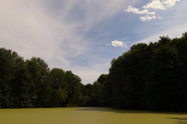 pond covered with green algae, surrounding forests and blue sky