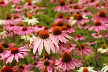 Echinacea purpurea, pink and white medicinal herb, flower bed