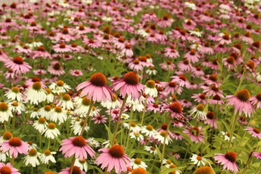 Echinacea purpurea, pink and white medicinal herb, flower bed