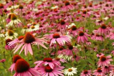 Echinacea purpurea, pink and white medicinal herb, flower bed