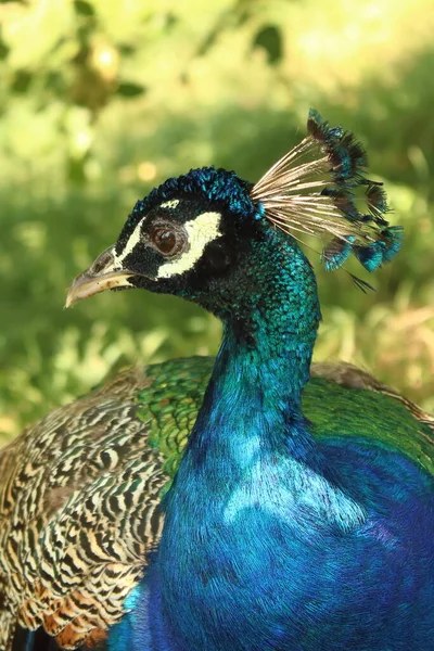 Pavo Cristatus Close Royal Bird Park Peacock — Foto Stock