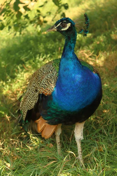 Pavo Cristatus Close Royal Bird Park Peacock — Foto Stock