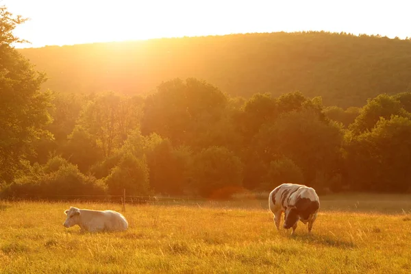 Two Cows Meadow Sunset — Stock Photo, Image