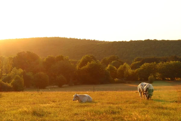 Two Cows Meadow Sunset —  Fotos de Stock