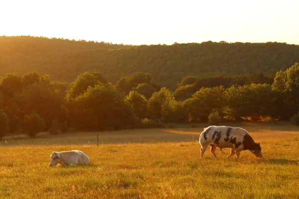 Two Cows Meadow Sunset — Stock Photo, Image