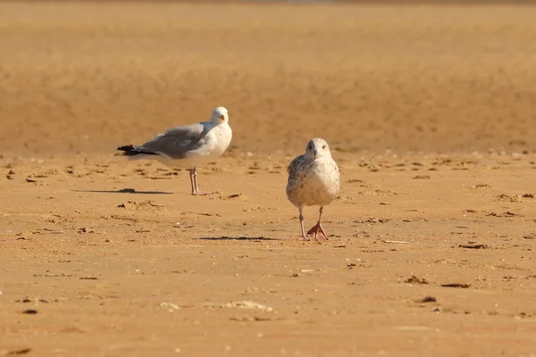 Larus Seagull Sandy Beach — Stockfoto