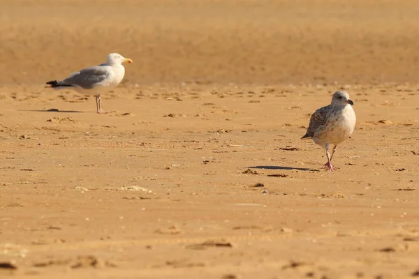 Larus Seagull Sandy Beach — Photo