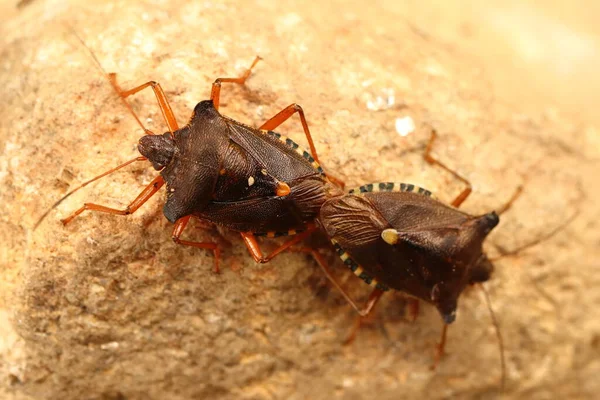 Heteroptera Dois Bugs Butts Unidos Copulando — Fotografia de Stock